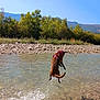 dog, jumping, water, river, splash, outdoor, nature, trees, rocks, mountains, sunny, daytime, animal, canine, playful, leap, harness, clear_water, blue_sky, landscape