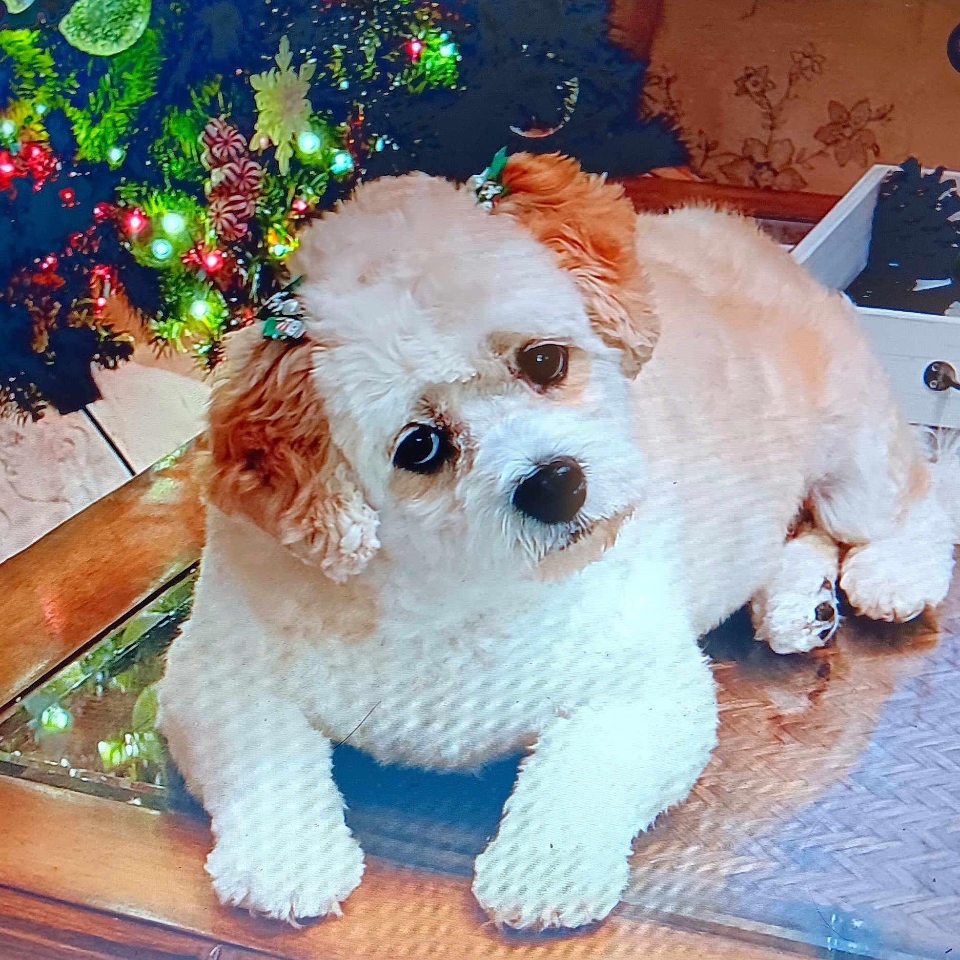 Molly is registered to the contest to win money with this photo: animal, background, bow, christmas_tree, companion, cute, decorations, dog, ears, festive, fluffy, fur, glass_top, holiday, holiday_lights, indoors, pet, relaxed, table, wooden_table