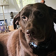 Jade is registered to the contest to win money with this photo: dog, labrador, chocolate_labrador, pet, indoor, window, lamp, blanket, furniture, collar, resting, animal, mammal, brown, closeup, portrait, relaxed, home, cozy, laying