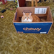 Meatball joined the competition — help win amazing prizes! animal, box, cables, cardboard_box, carpet, cat, chewy_box, cozy, curious, domestic, feline, floor, fluffy_cat, home, indoor, orange_cat, pet, sitting, toy, wooden_furniture
