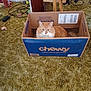 animal, box, cables, cardboard_box, carpet, cat, chewy_box, cozy, curious, domestic, feline, floor, fluffy_cat, home, indoor, orange_cat, pet, sitting, toy, wooden_furniture