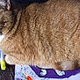 Morris is registered to the contest to win money with this photo: abyssinian, animal, brush, cat, citrusfruit, clothing, device, dress, food, formalwear, fruit, manx, person, pet, plant, produce, siamese, sleeping, tool, wood