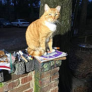 Morris joined the competition — help win amazing prizes! abyssinian, advertisement, animal, architecture, brick, building, car, cat, kitten, manx, pet, plant, poster, slate, text, transportation, tree, vehicle, wall, wood