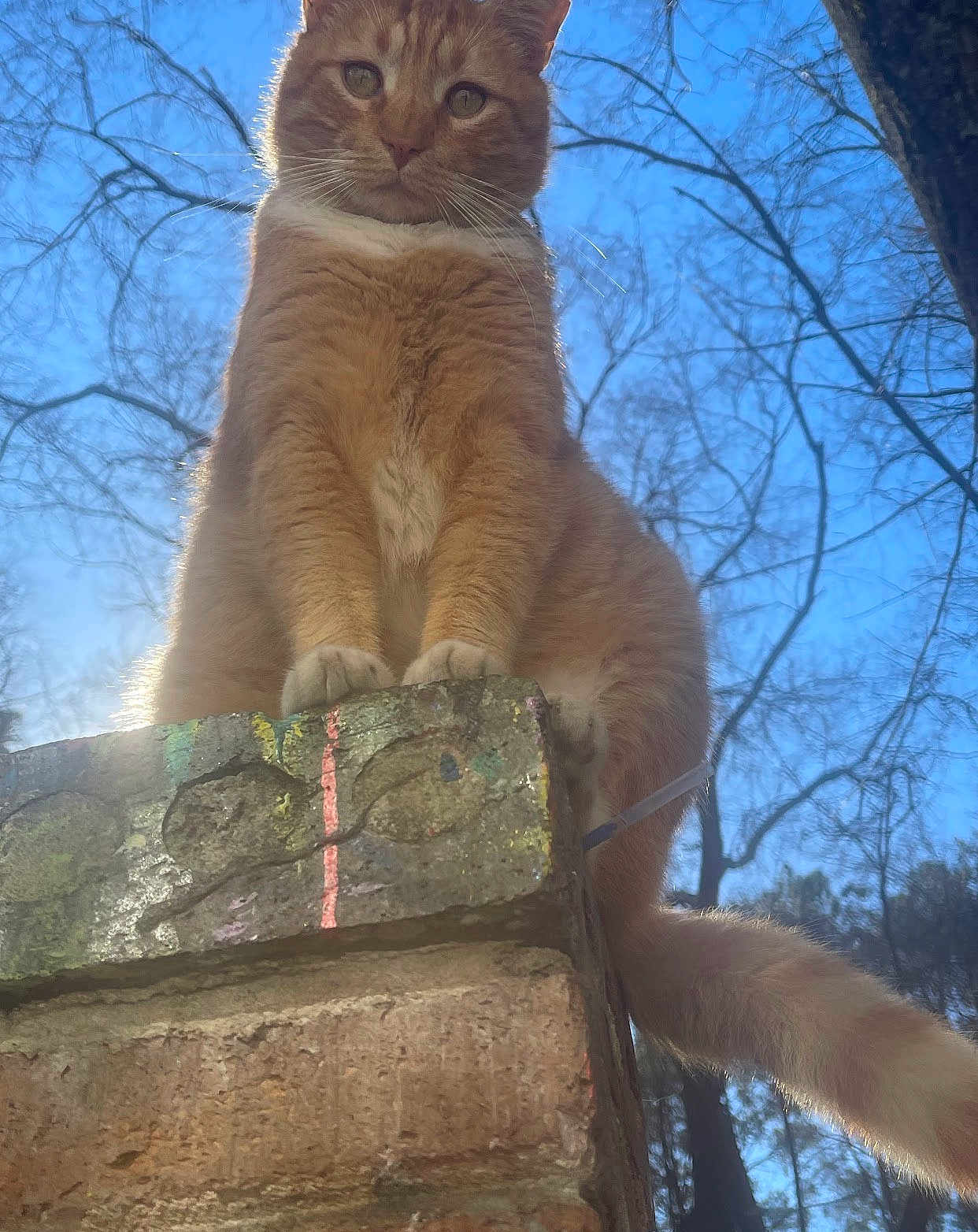 Morris joined the competition — help win amazing prizes! abyssinian, accessories, angora, animal, cat, grass, grove, kitten, manx, nature, outdoors, pet, plant, rock, sky, slate, strap, tree, vegetation, wood