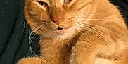 Morris is registered to the contest to win money with this photo: abyssinian, accessories, angora, animal, bodypart, brush, cat, chair, couch, device, finger, furniture, hand, hardwood, kitten, manx, person, pet, plywood, wood