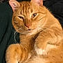 abyssinian, accessories, angora, animal, bodypart, brush, cat, chair, couch, device, finger, furniture, hand, hardwood, kitten, manx, person, pet, plywood, wood