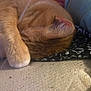 Morris is registered to the contest to win money with this photo: abyssinian, accessories, animal, architecture, bed, blanket, cat, chair, couch, cushion, furniture, homedecor, indoors, interiordesign, kitten, manx, person, pet, quilt, sleeping