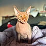 sphynx_cat, cat, hairless_cat, pet, animal, yellow_eyes, ears, blanket, texture, indoor, furniture, sofa, portrait, wrinkles, close_up, cozy, soft_light, focused, domestic, feline
