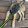 Ruby participe au concours pour gagner de l'argent avec cette photo : puppy, dog, leash, wooden_deck, pet, animal, ears, curious, outdoor, sitting, young_dog, brown_coat, black_mask, paws, collar, playful, pet_accessory, daylight, looking_up, canine
