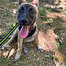 dog, puppy, outdoor, grass, dirt, leash, pet, canine, happy, tongue_out, ears, sitting, nature, sunlight, playful, young_dog, animal, cute, friendly, alert