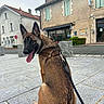 dog, leash, sitting, paved_street, town, buildings, sidewalk, window, door, gray_sky, dog_harness, tongue_out, happy, outdoor, pet, canine, urban, walking, daytime, architecture