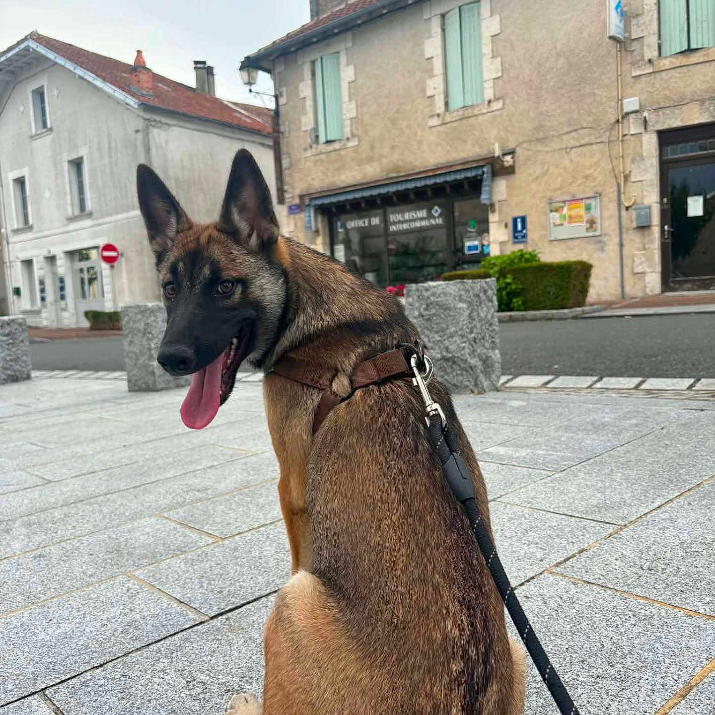 Ruby participe au concours pour gagner de l'argent avec cette photo : dog, leash, sitting, paved_street, town, buildings, sidewalk, window, door, gray_sky, dog_harness, tongue_out, happy, outdoor, pet, canine, urban, walking, daytime, architecture