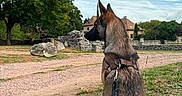 Ruby a rejoint le concours — aidez-le/la à gagner de superbes lots ! dog, leash, grass, tree, sky, clouds, stone_wall, house, outdoor, nature, path, canine, sitting, animal, rural, daytime, greenery, fence, quiet, scenery