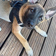 Ruby participe au concours pour gagner de l'argent avec cette photo : dog, puppy, canine, pet, harness, outdoor, wooden_deck, leash, animal, young_dog, ears, fur, cute, looking_up, sunlight, daylight, domestic_animal, playful, friendly, companion