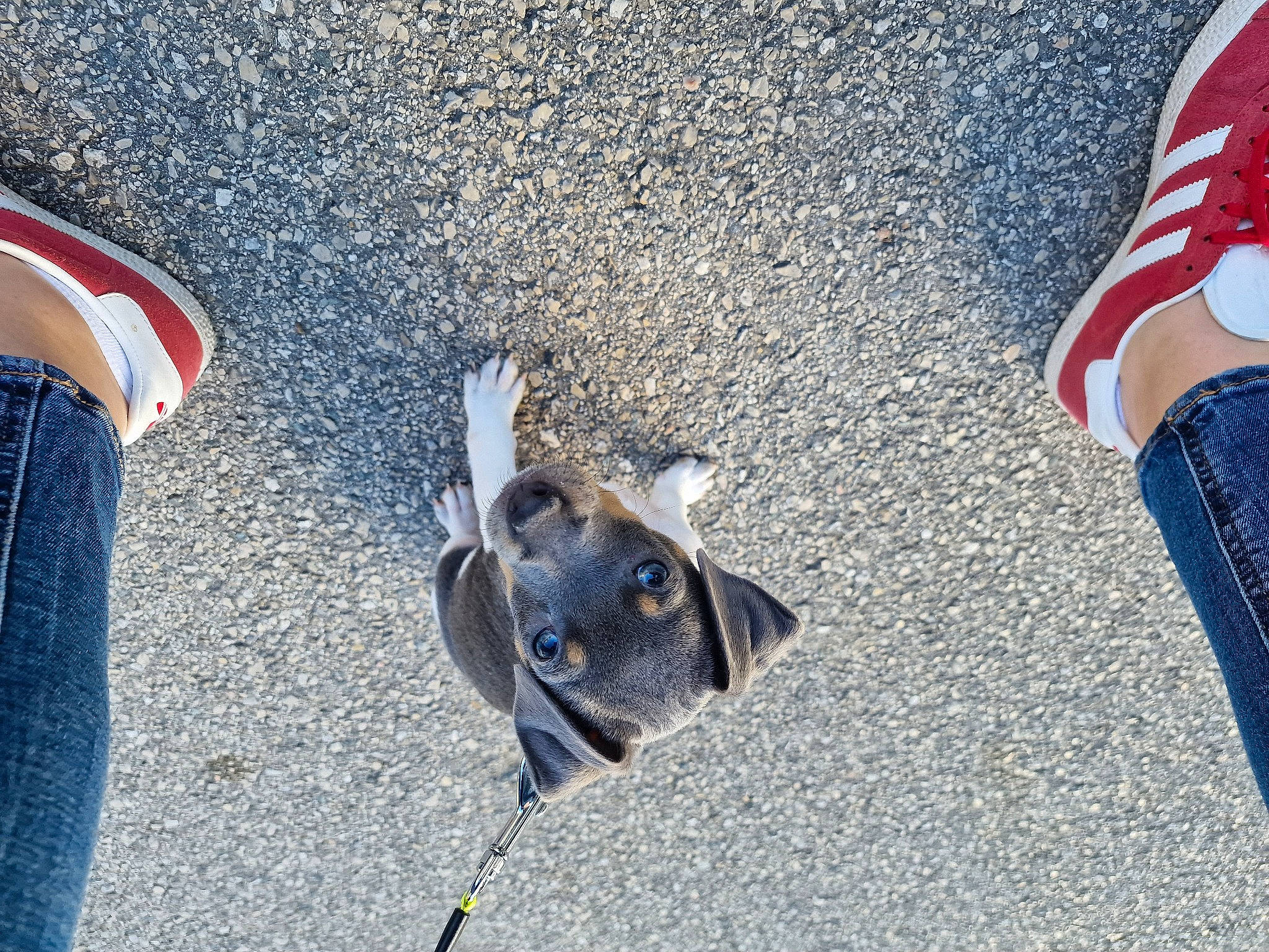 Tao a rejoint le concours — aidez-le/la à gagner de superbes lots ! asphalt, automotive_tire, blue, carmine, carnivore, concrete, denim, dog_breed, electric_blue, flooring, foot, human_leg, jeans, outdoor_shoe, pattern, road_surface, sidewalk, snout, tar, working_animal