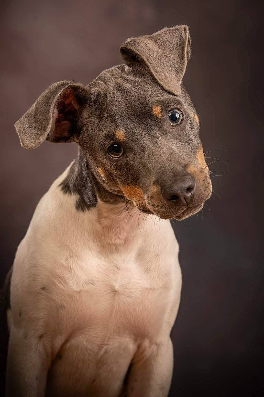 Tao a rejoint le concours — aidez-le/la à gagner de superbes lots ! ancient_dog_breeds, canidae, carnivore, collar, companion_dog, dog, dog_breed, dog_collar, fawn, hunting_dog, jaw, non_sporting_group, snout, sporting_group, terrestrial_animal, toy_dog, whiskers, working_animal