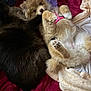 dog, cat, pet, fluffy, lying_down, pink_harness, black_cat, bed, blanket, cozy, furry, cute, animal, domestic_animal, companion, resting, indoor, friendship, soft, relaxed