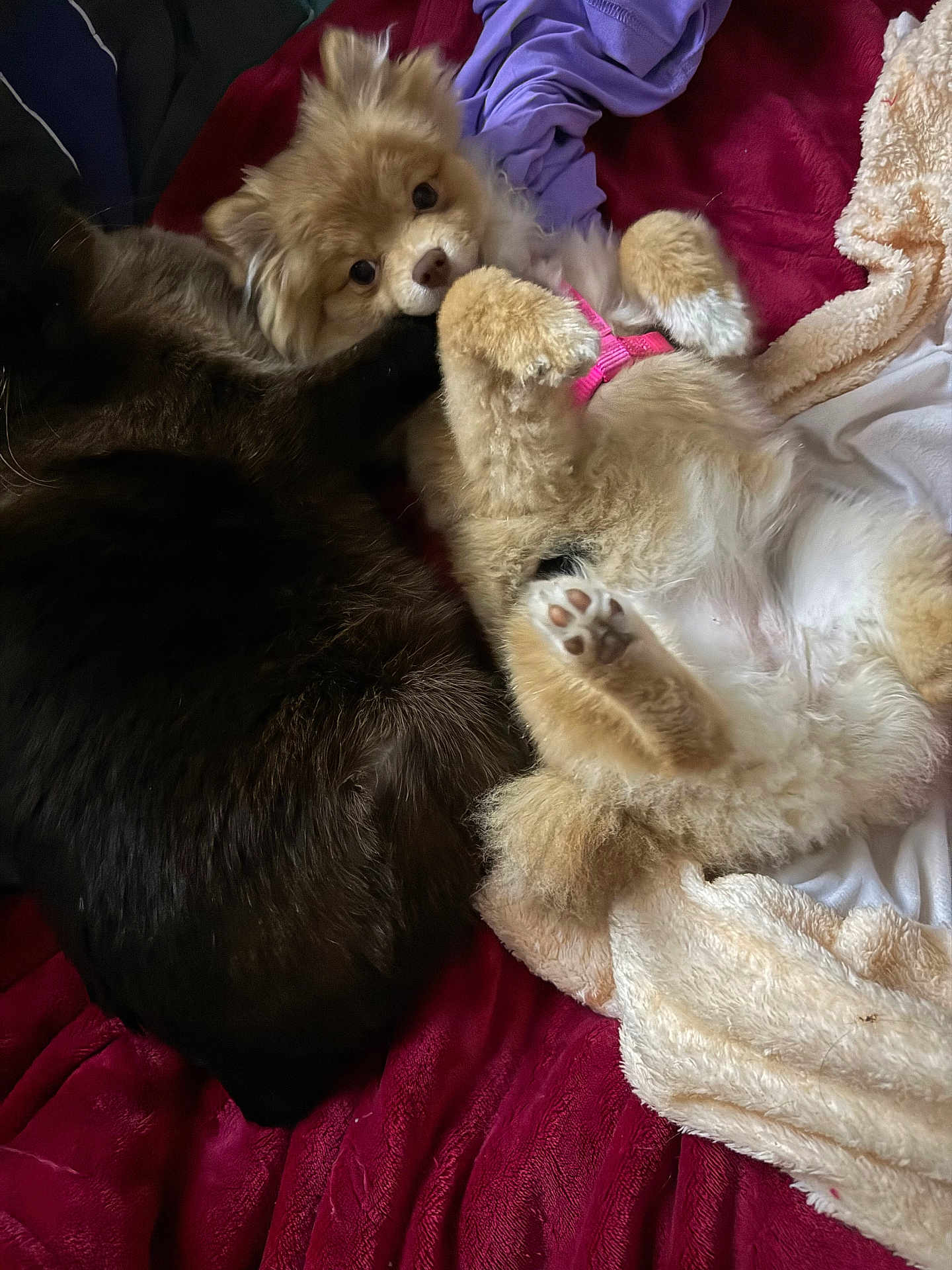Simba And Stubba