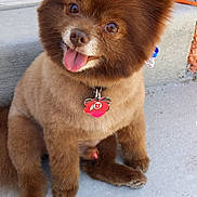 Coco Puff joined the competition — help win amazing prizes! dog, brown, fluffy, tongue_out, collar, pet_tag, sitting, outdoor, concrete, step, happy, cute, small_dog, fur, ears, nose, paw, animal, groomed, canine
