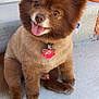 dog, brown, fluffy, tongue_out, collar, pet_tag, sitting, outdoor, concrete, step, happy, cute, small_dog, fur, ears, nose, paw, animal, groomed, canine