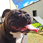 Shadow a rejoint le concours — aidez-le/la à gagner de superbes lots ! dog, tongue_out, outdoor, sunlight, happy, pet, black_and_white, chair, garden, sky, clouds, grass, relaxation, canine, smiling, daytime, fence, backyard, muzzle, ears