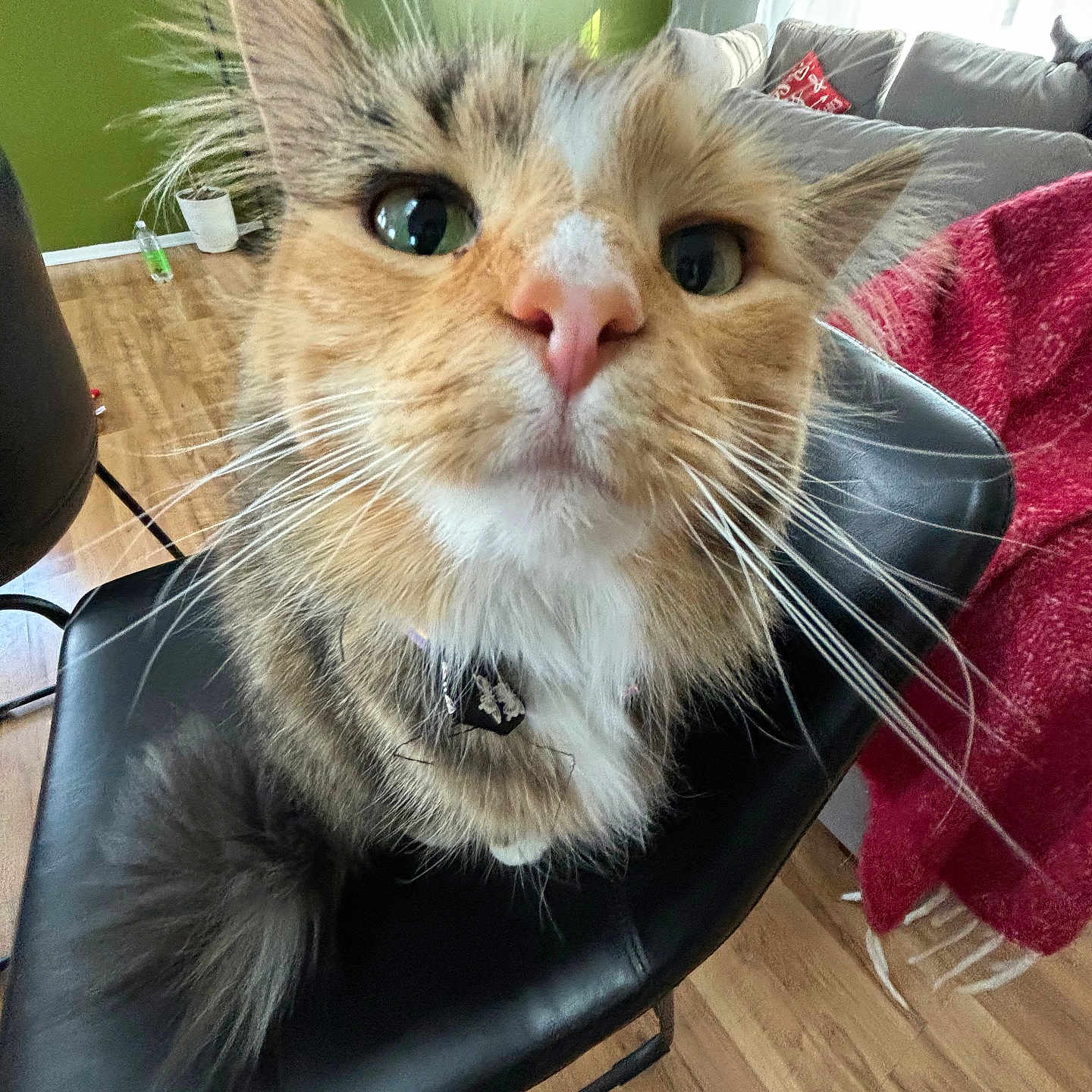 Precious joined the competition — help win amazing prizes! animal, architecture, building, cat, chair, couch, cushion, face, furniture, head, homedecor, indoors, interiordesign, kitten, livingroom, person, pet, room, table, wood