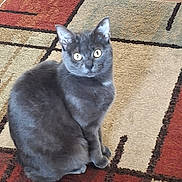 Dixie is registered to the contest to win money with this photo: cat, gray_cat, pet, indoor, carpet, patterned_rug, fur, animal, sitting, curious, eyes, whiskers, ears, floor, domestic_cat, feline, cute, alert, cozy, home