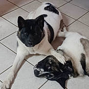 Akira And Atreus joined the competition — help win amazing prizes! animal, black_and_white, bonding, canine, companion, cute, dog, domestic, floor, friendship, fur, head, indoor, lying_down, paw, pets, relaxed, resting, tile, two_dogs