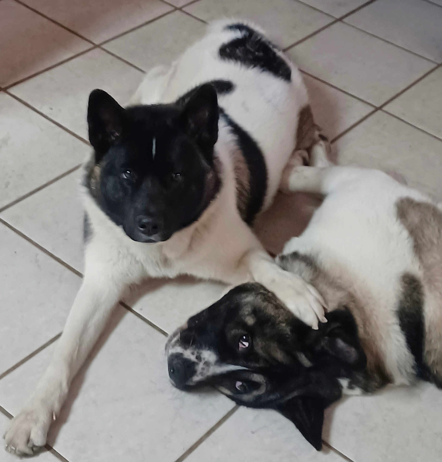 Akira And Atreus