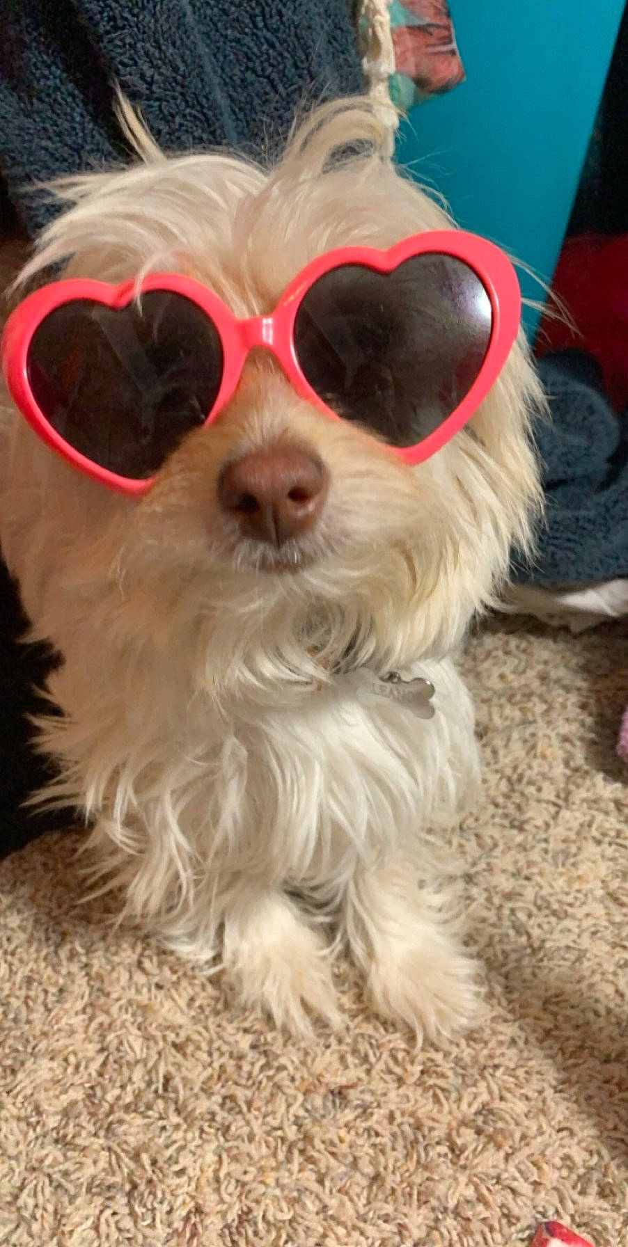 Eleanor is registered to the contest to win money with this photo: carnivore, companion_dog, dog, dog_breed, dog_clothes, dog_collar, dog_supply, ear, eyewear, fawn, glasses, goggles, hair, hat, pet_supply, snout, sunglasses, toy_dog, vision_care, whiskers