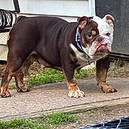Lily joined the competition — help win amazing prizes! dog, bulldog, canine, pet, standing, outdoors, pavement, sidewalk, grass, house, window, door, collar, leash, wrinkles, jowls, short_fur, brown_and_white, portrait, recycling_bin