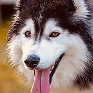Topaz a rejoint le concours — aidez-le/la à gagner de superbes lots ! dog, canine, pet, animal, close_up, fur, tongue, happy, outdoor, portrait, muzzle, face, brown_eyes, fluffy, black_and_white, nature, blurred_background, friendly, tongue_out, smiling