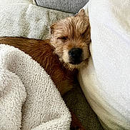 Teddy is registered to the contest to win money with this photo: dog, sleeping, blanket, cushion, cozy, resting, fur, pet, indoor, comfort, nap, relaxation, brown_fur, small_dog, pillow, home, cute, snuggled, peaceful, furry