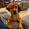 Nacho is registered to the contest to win money with this photo: puppy, dog, pet, brown_fur, wet_fur, blue_collar, looking_up, indoors, couch, living_room, furniture, adorable, cute, young_dog, canine, close_up, animal, domestic_animal, fur, expression