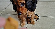 Nacho is registered to the contest to win money with this photo: animal, black, blurry, brown, closeup, cute, dog, expectations, floor, fur, hand, indoor, leash, pet, puppy, sad, text_overlay, tile, treat, waiting