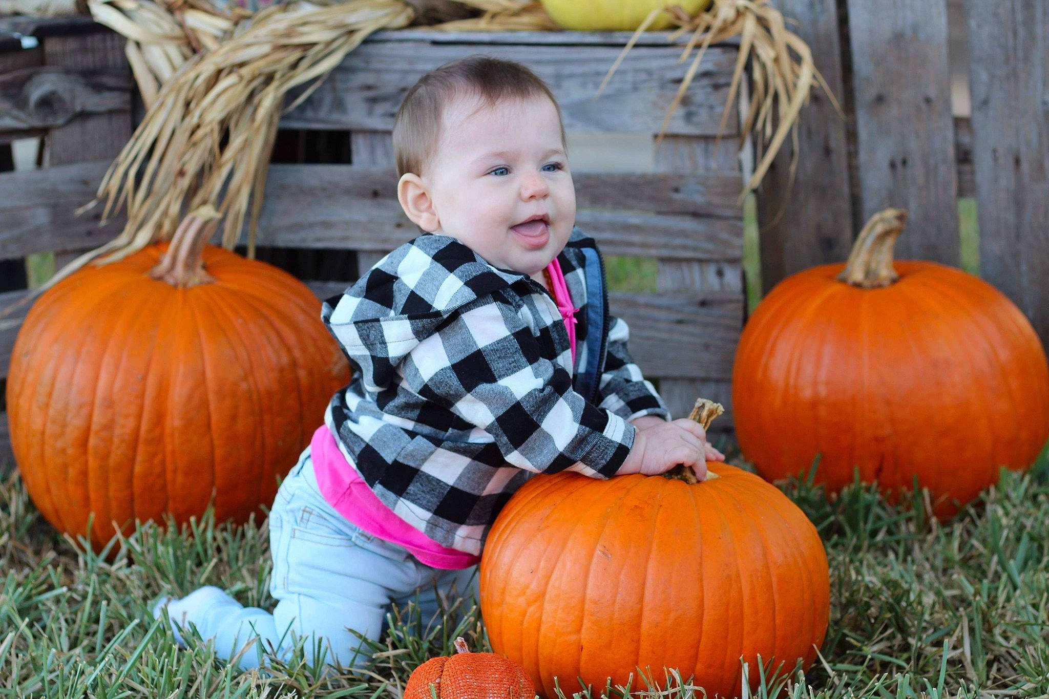 Kimber is registered to the contest to win money with this photo: _and_melon_family, _gourd, autumn, calabaza, child, cucumber, cucurbita, food, fruit, gourd, grass, local_food, natural_foods, person, plant, produce, pumpkin, squash, toddler, vegetable