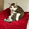 cat, feline, pet, animal, tabby, white_paws, red_blanket, indoor, cute, tongue_out, curious, sitting, cozy, fur, whiskers, ears, eyes, resting, home, wall
