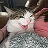 Clutch joined the competition — help win amazing prizes! cat, pet, animal, indoor, blanket, fur, whiskers, mouth_open, playful, cozy, sofa, lamp, fur_texture, tabby_cat, pink_nose, relaxed, home, cute, feline, expression