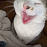 Clutch joined the competition — help win amazing prizes! cat, feline, yawning, mouth_open, teeth, tongue, whiskers, fur, pet, animal, indoor, blanket, cozy, resting, closeup, cute, sleepy, relaxed, tabby, white