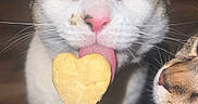 Clutch is registered to the contest to win money with this photo: cat, heart_shaped_treat, licking, heterochromatic_eyes, indoor, pet, animal, curious, close_up, hand, nail_polish, playful, whiskers, food, cute, two_cats, feline, pink_nose, treat, love