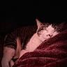 cat, sleeping, blanket, cozy, indoor, pet, feline, resting, fur, cute, warm, comfort, animal, domestic, closeup, soft, relaxed, whiskers, pink, peaceful