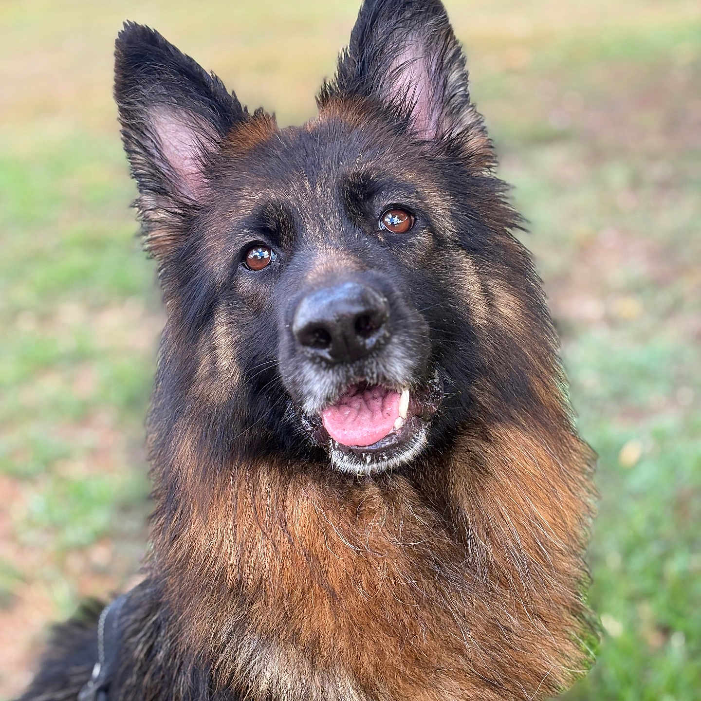 Kora participe au concours pour gagner de l'argent avec cette photo : dog, german_shepherd, long_hair, fluffy, black_and_brown, portrait, close_up, pet, outdoor, grass, park, harness, pointed_ears, open_mouth, tongue, happy, friendly, alert, fur, animal