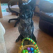 Scoutt is registered to the contest to win money with this photo: dog, easter_basket, plastic_eggs, indoor, tile_floor, chair, leather_couch, basket, pet, animal, black_dog, decor, home, furniture, colorful, ribbon, sitting, attentive, light, window_light