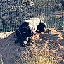dog, black_dog, bandana, outdoor, dirt, mound, grass, fence, sunlight, animal, pet, nature, resting, lying_down, ears, canine, earth, shadows, daylight, quiet