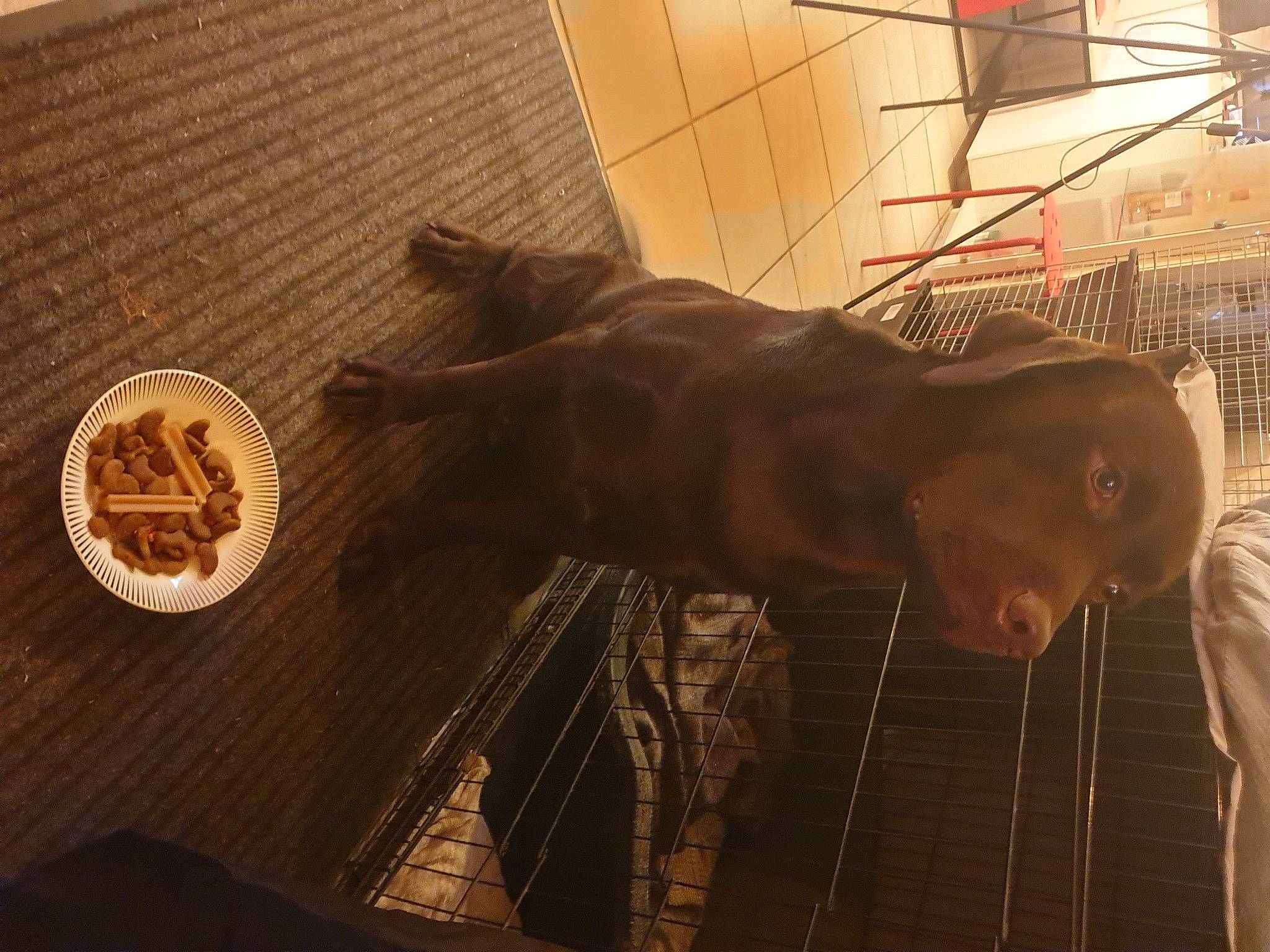 Prince a rejoint le concours — aidez-le/la à gagner de superbes lots ! organism, snout, sporting_group, tail