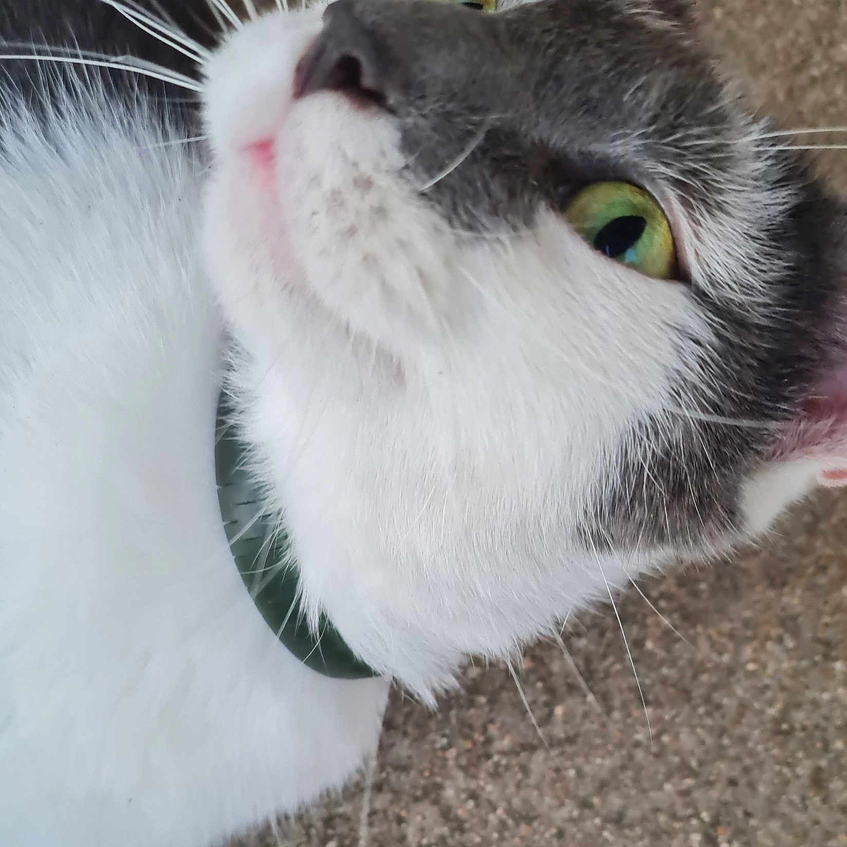 Ally a rejoint le concours — aidez-le/la à gagner de superbes lots ! abyssinian, accessories, angora, animal, bodypart, cat, collar, grass, kitten, leash, manx, mouth, person, pet, plant, siamese, sleeping, snout, tongue, white