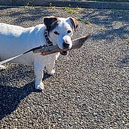 Fletcher participe au concours pour gagner de l'argent avec cette photo : dog, white_dog, stick, leash, outdoor, gravel, greenery, grass, bushes, sunlight, pet, canine, collar, nature, daytime, playful, animal, walking, happy, park
