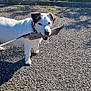 dog, white_dog, stick, leash, outdoor, gravel, greenery, grass, bushes, sunlight, pet, canine, collar, nature, daytime, playful, animal, walking, happy, park