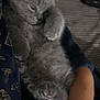 kitten, gray_cat, sleepy, cozy, person, arm, bed, striped_bedspread, remote_control, indoor, pet, feline, cute, resting, closeup, comfort, domestic_animal, paw, fur, relaxation
