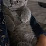 kitten, gray_cat, pet, furry, cute, sleepy, paw, closeup, indoor, striped_background, resting, holding, cozy, domestic_animal, animal, feline, young, soft, cuddle, companion